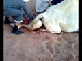 videos de At the birth of the female camel