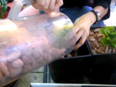 how to replant butter lettuce