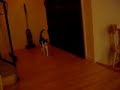 Dolphin Plays Fetch Dolphin Plays Fetch