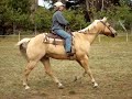 My Palomino