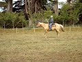 My Palomino