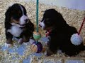 Puppies