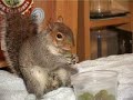 squirrel V cat