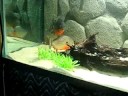 Piranha's Cruising