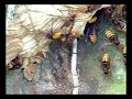 Hornets Hornets