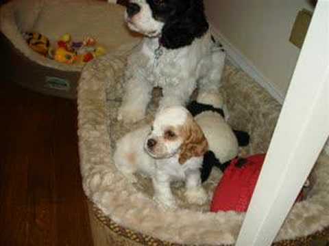 Huck And Lily - Cocker Spaniel Puppies!