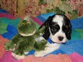 huck and lily   cocker spaniel puppies!