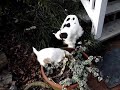 huck and lily   cocker spaniel puppies!