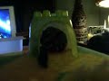 Sugar Glider- Sampson