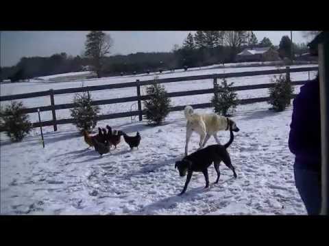 kangal