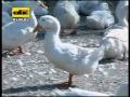 Cría de patos Pekín