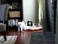 videos de Zoey tries to get Bebe to play for the first time