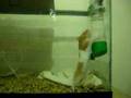 Stupid hamster