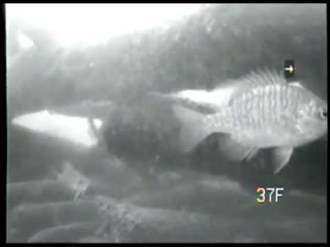 Underwater Muskie Video from Wisconsin