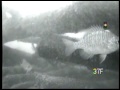 Underwater Muskie Video from Wisconsin