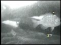 Underwater Muskie Video from Wisconsin