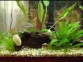 Cory Cats Mating Again
