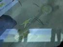 3D Interactive Floor - Mayra Andrade/Montepio 3D Interactive Floor - Mayra Andrade/Montepio