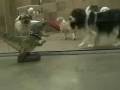 videos de D-Rex