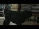 LUKA,LADYBIRD,LAWA-GIRLS/5,5 WEEKS OLD/