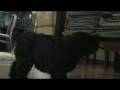 videos de bouvier des flandres/luka ladybird lawa/