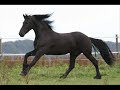 bilder von meiner größten leidenschaft reiten und pferde!!!