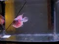flowerhorn running around