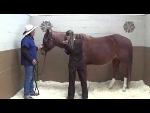 how to assess respiratory rate