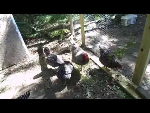 how to transplant sod