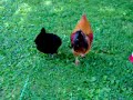 See video