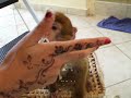shakira my pet moneky and her love for sugar free cream!