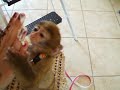 My pet monkey Shakira and SUGAR FREE cream (barbary macaque)