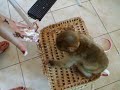 shakira my pet moneky and her love for sugar free cream!