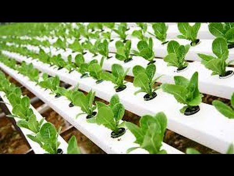 Hydroponic Gardening - Grow Organic Plants Fast