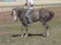 Rocky Mountain Stallion