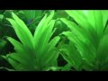 Aquarium with an Elephant Nose fish