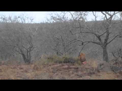 lion growl