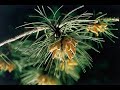 Musica para Florais de Bach? Musica para Florais de Bach?