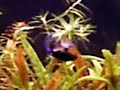 My New Betta Fishies