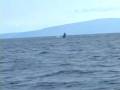 Maui Humpback Whale Watching 2008