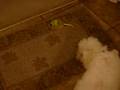 Gunther and the mouse