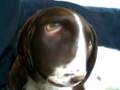 videos de MY CRaZy DoG (Fudge)