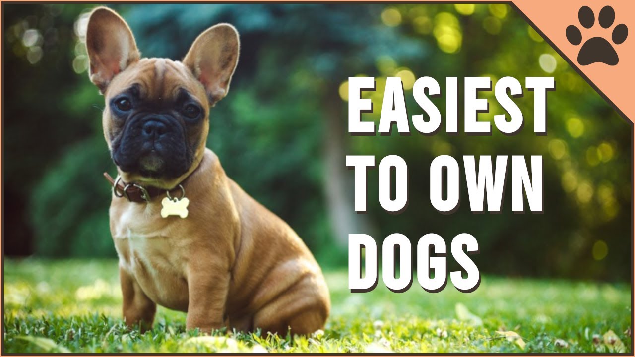 The Top 10 Most Friendly Dog Breeds 2022