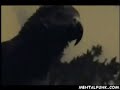 Cussing Parrot