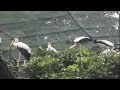 Birds Parl part 1 - Kuala Lumpur - Malaysia