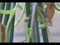 かま子のランチThe lunch of the mantis　2