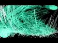 Fire In The Belly - North American Drum & Steel
