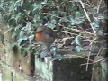 Robin