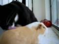 Tom Cat adopts Guinea Pig for Baby