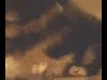 かわいい犬動画